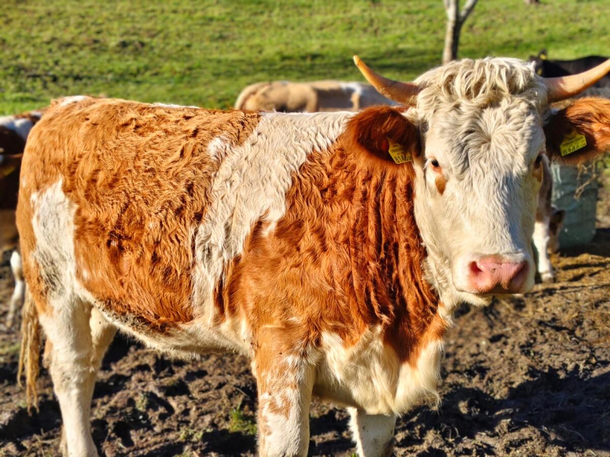 Bio FV Jungrind weiblich 3