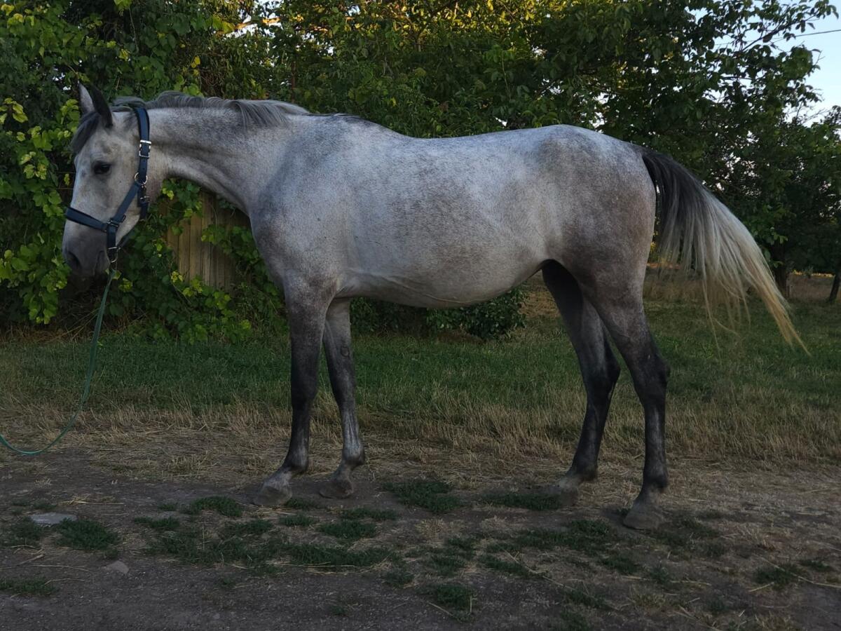 Ungarisches Sportpferd 2