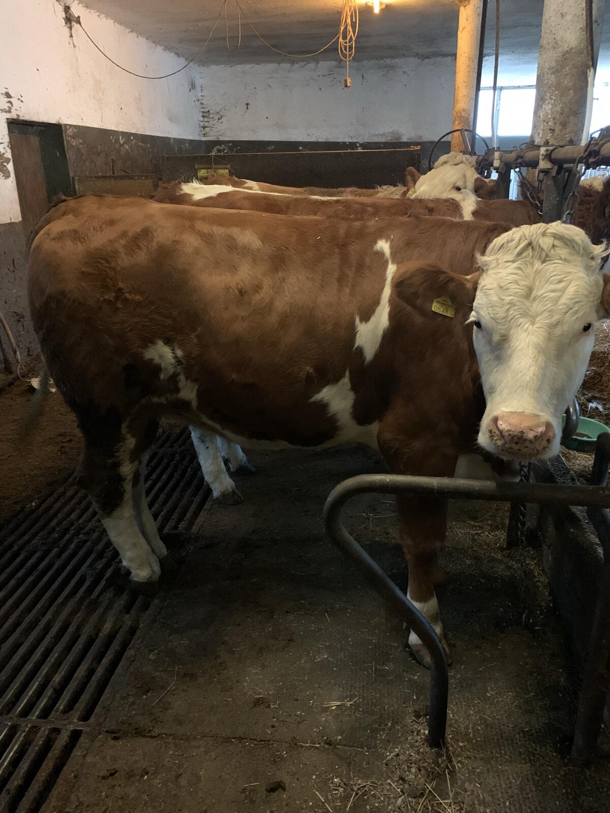 Fleckvieh Kalbinnen 2