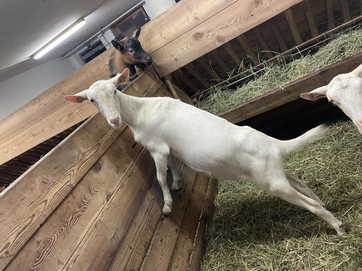 Verkaufe trächtiges SA-Kitz 1