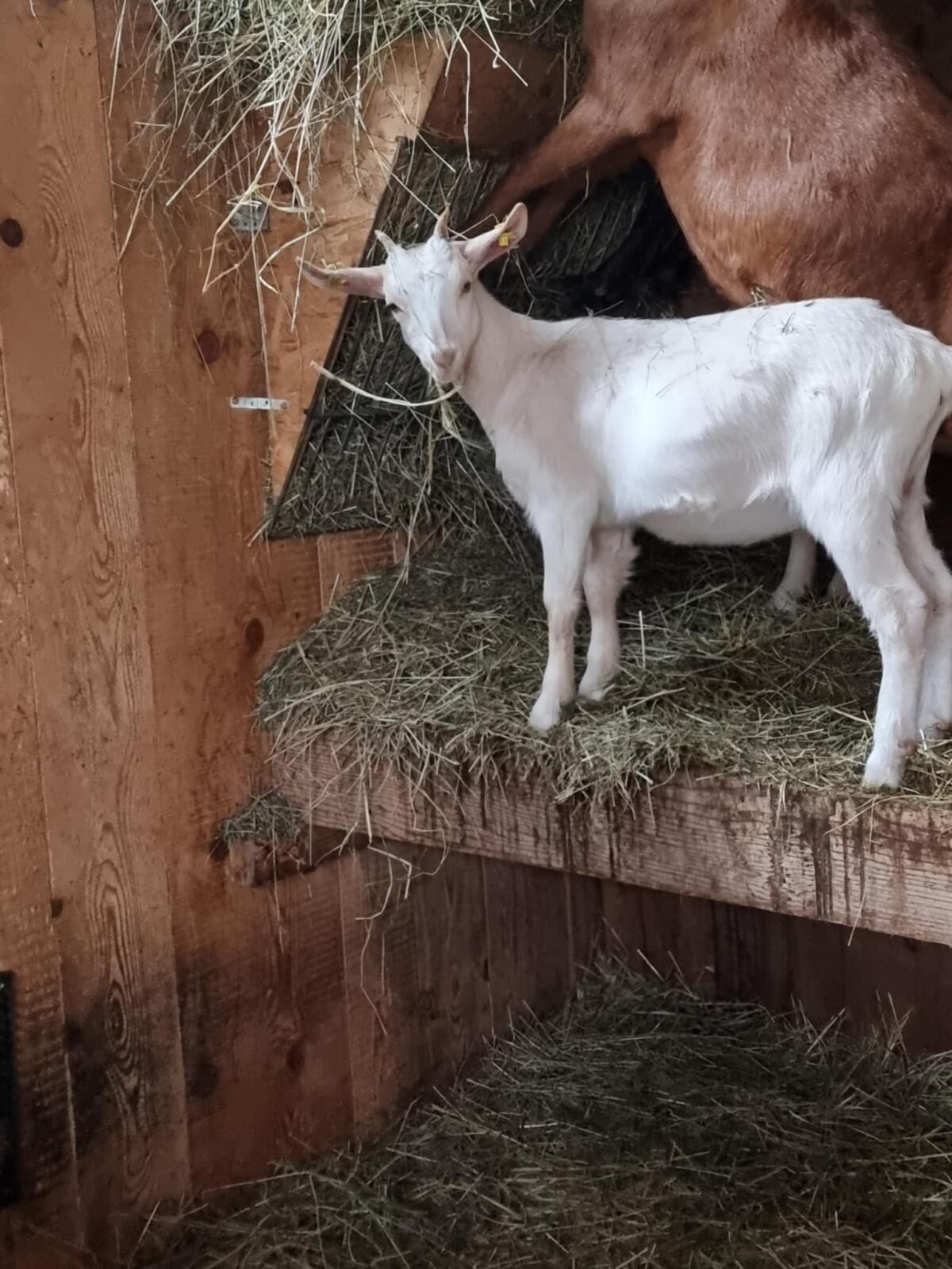 Weibliche Ziegenkitze 1