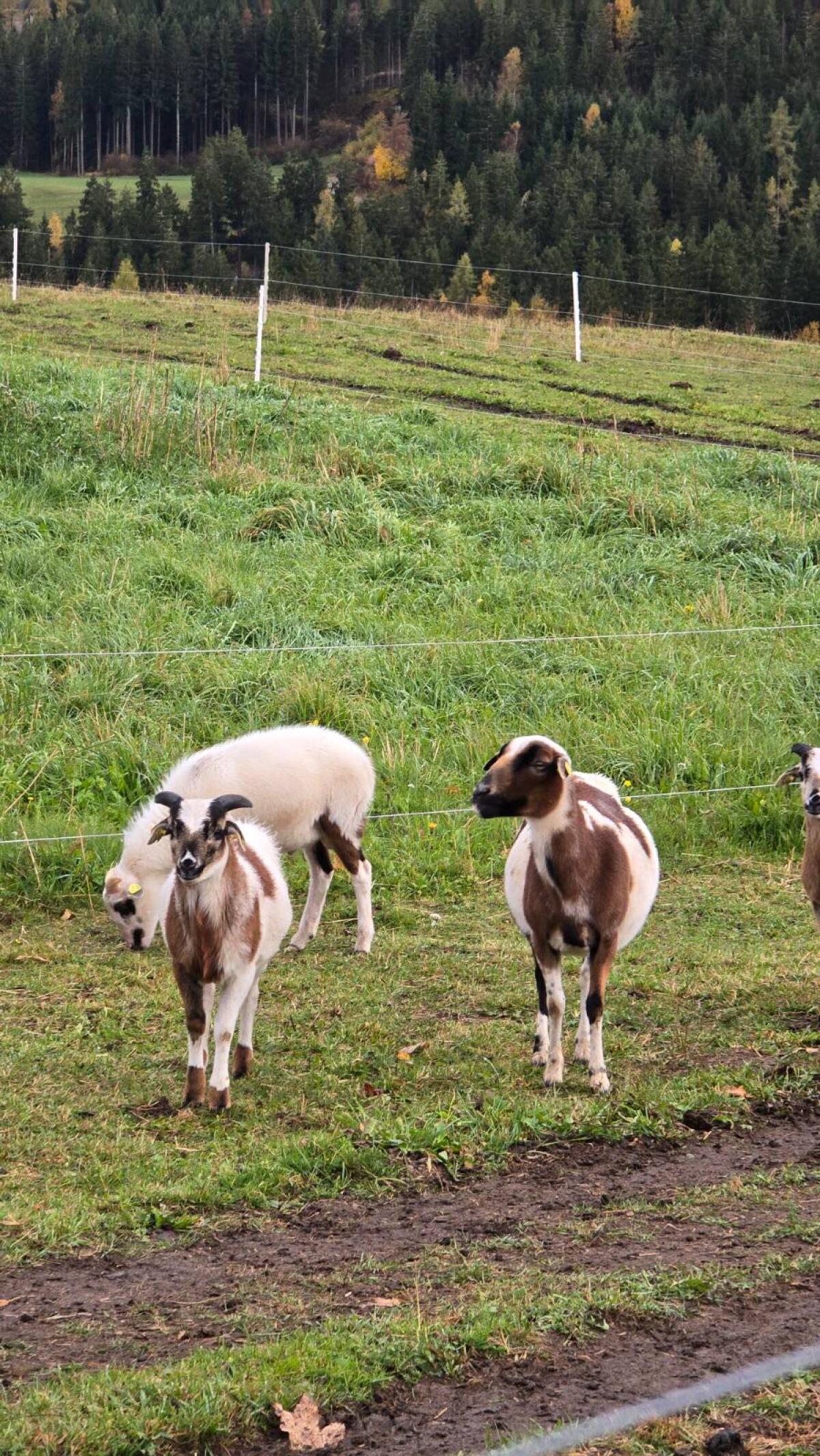 Bunte Herde Kamerunschafe günstig abzugeben 2