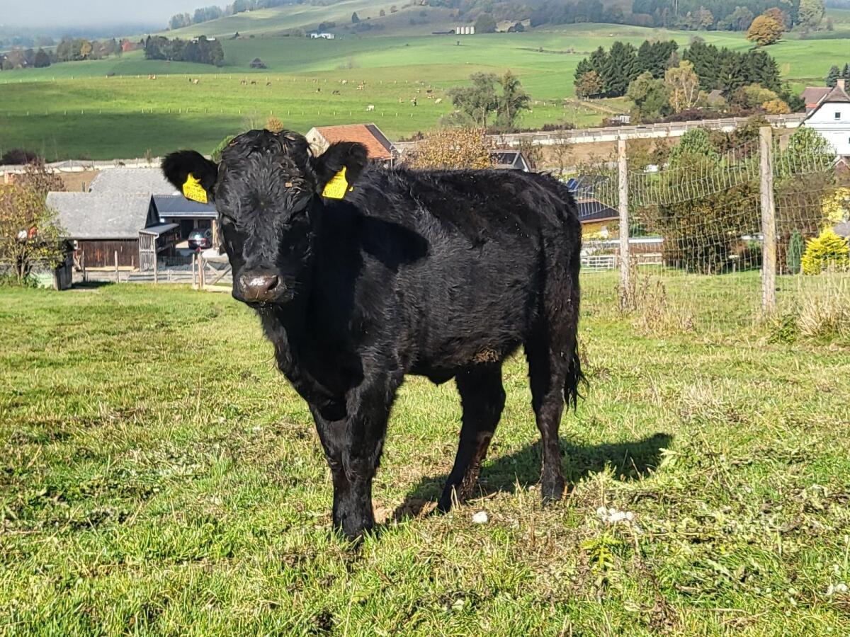 Dexter Rinder (Kuh + Kalb, Kalbin, Stier) 3