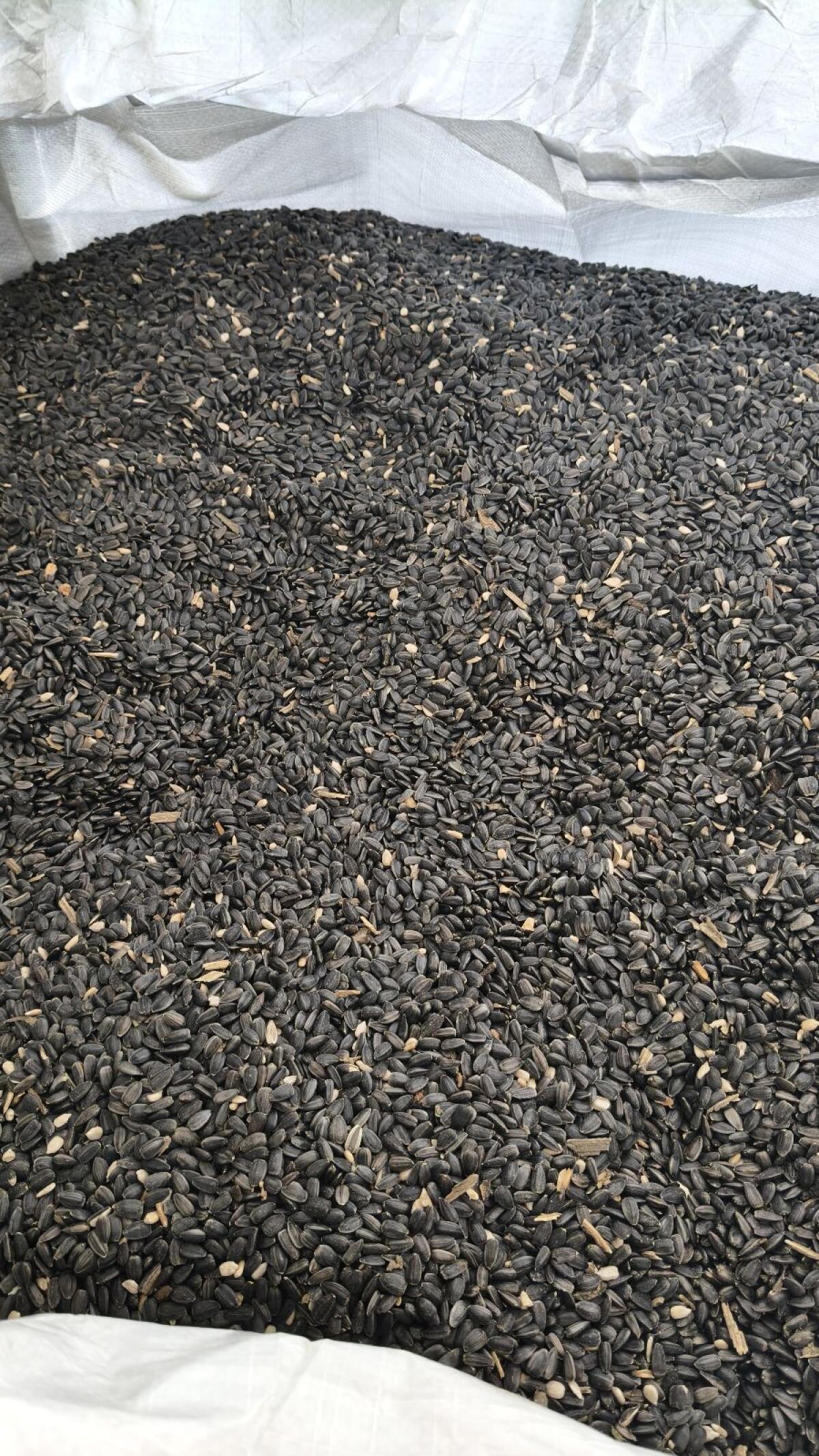 High Oleic Sonnenblumen 1