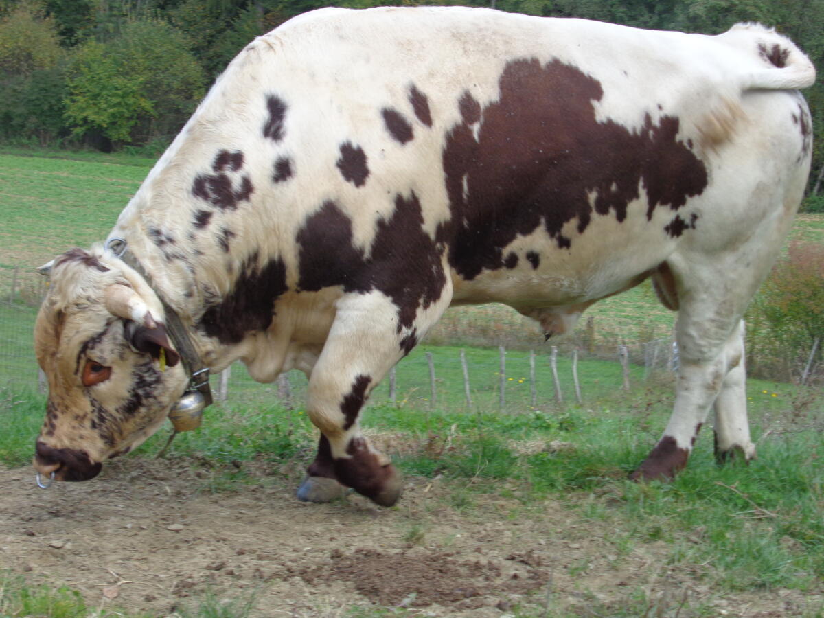 Pustertaler Sprinzen Sprungstier 2