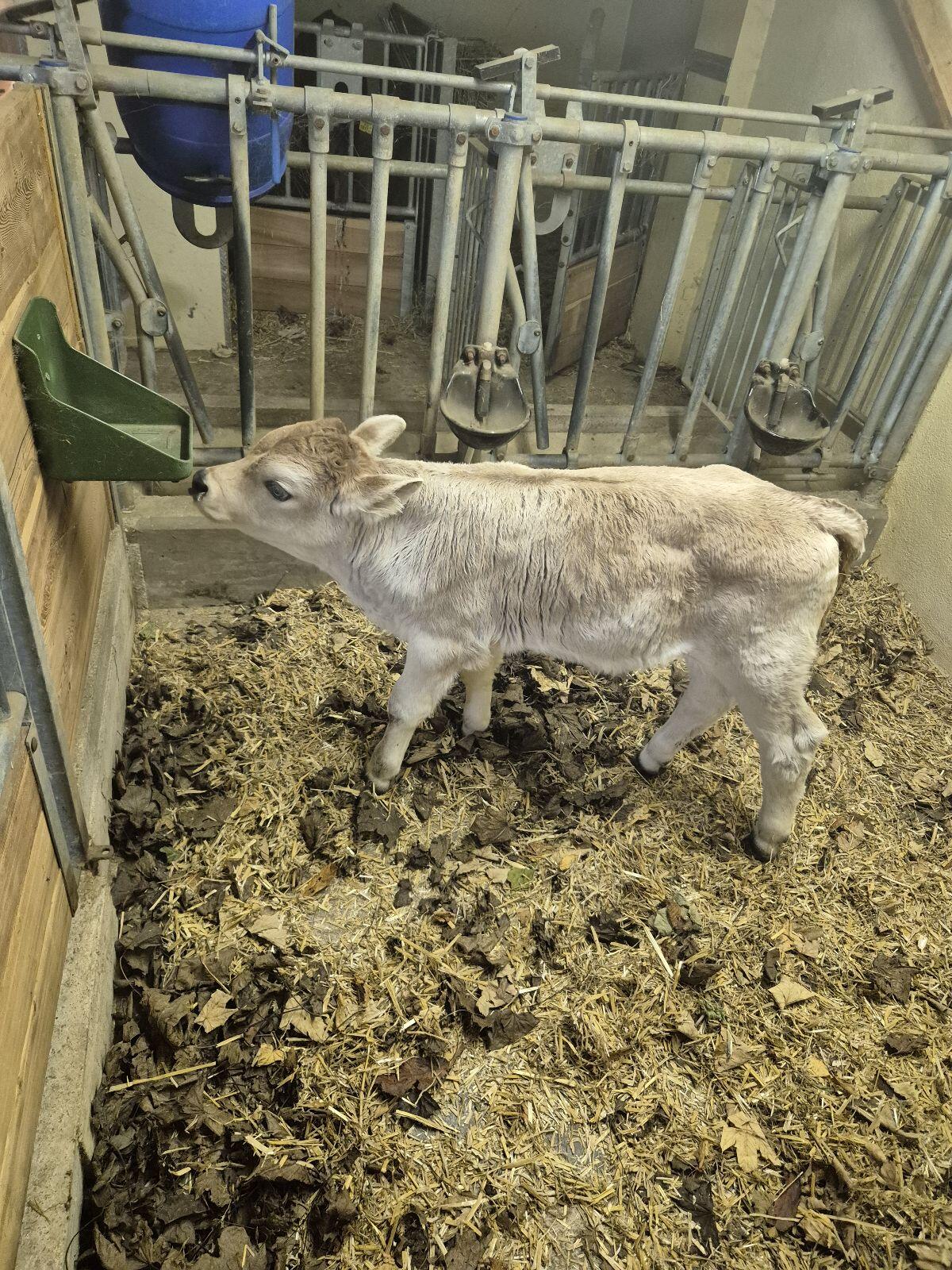 Tiroler Grauvieh Stierkalb Bio 1