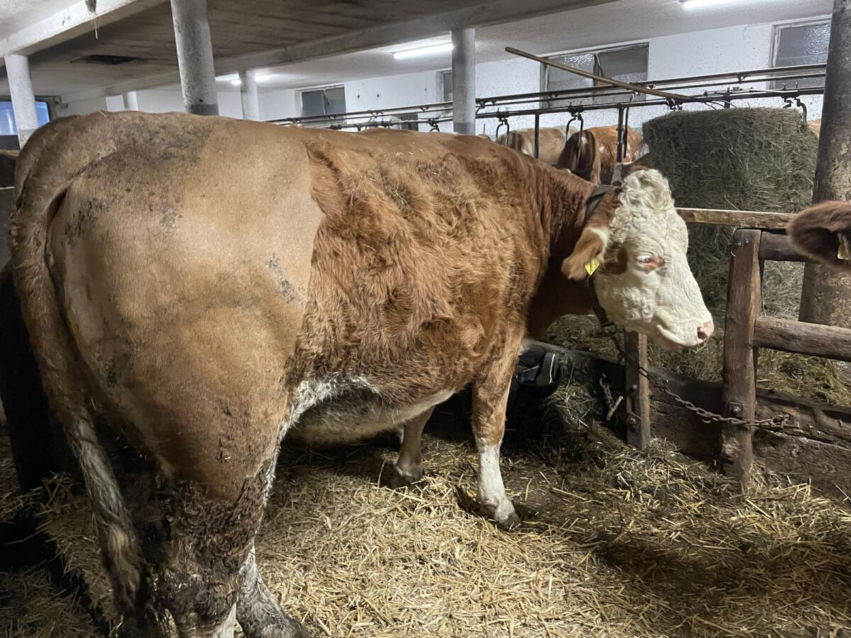 Trächtige Bio-Kalbinnen zu verkaufen 2