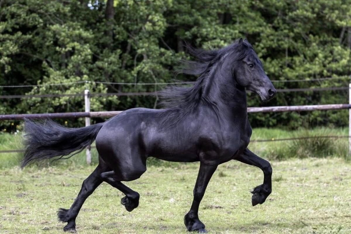 Friesenpferd Dante 2