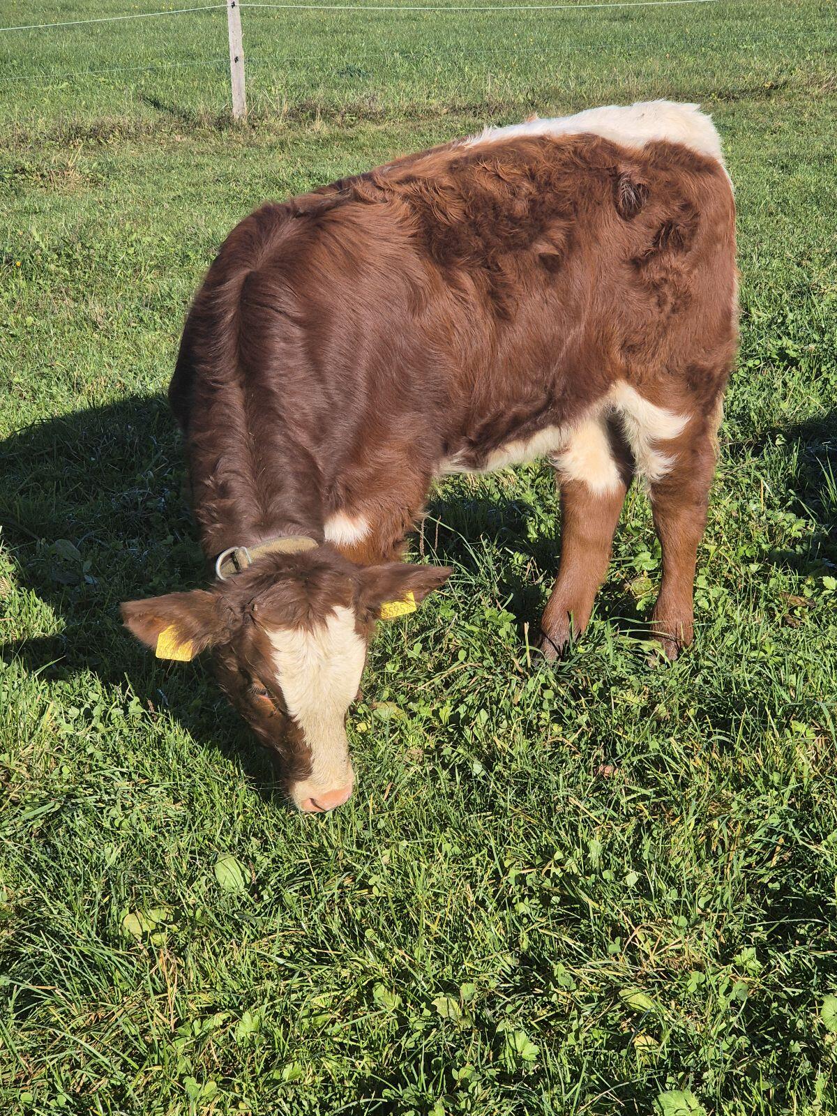 Pinzgauer Mutterkuh mit Kalb 2