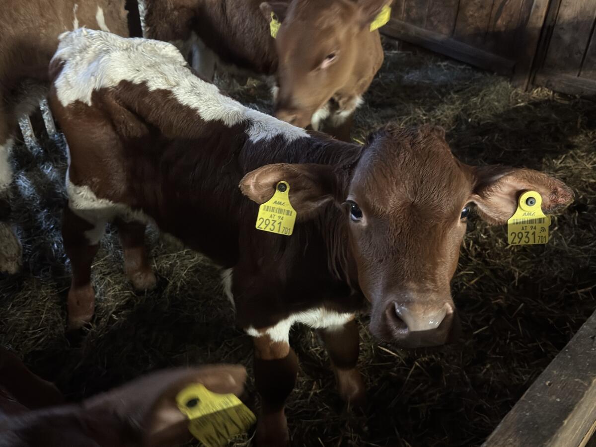 3 Stk. Bio Stierkälber 3