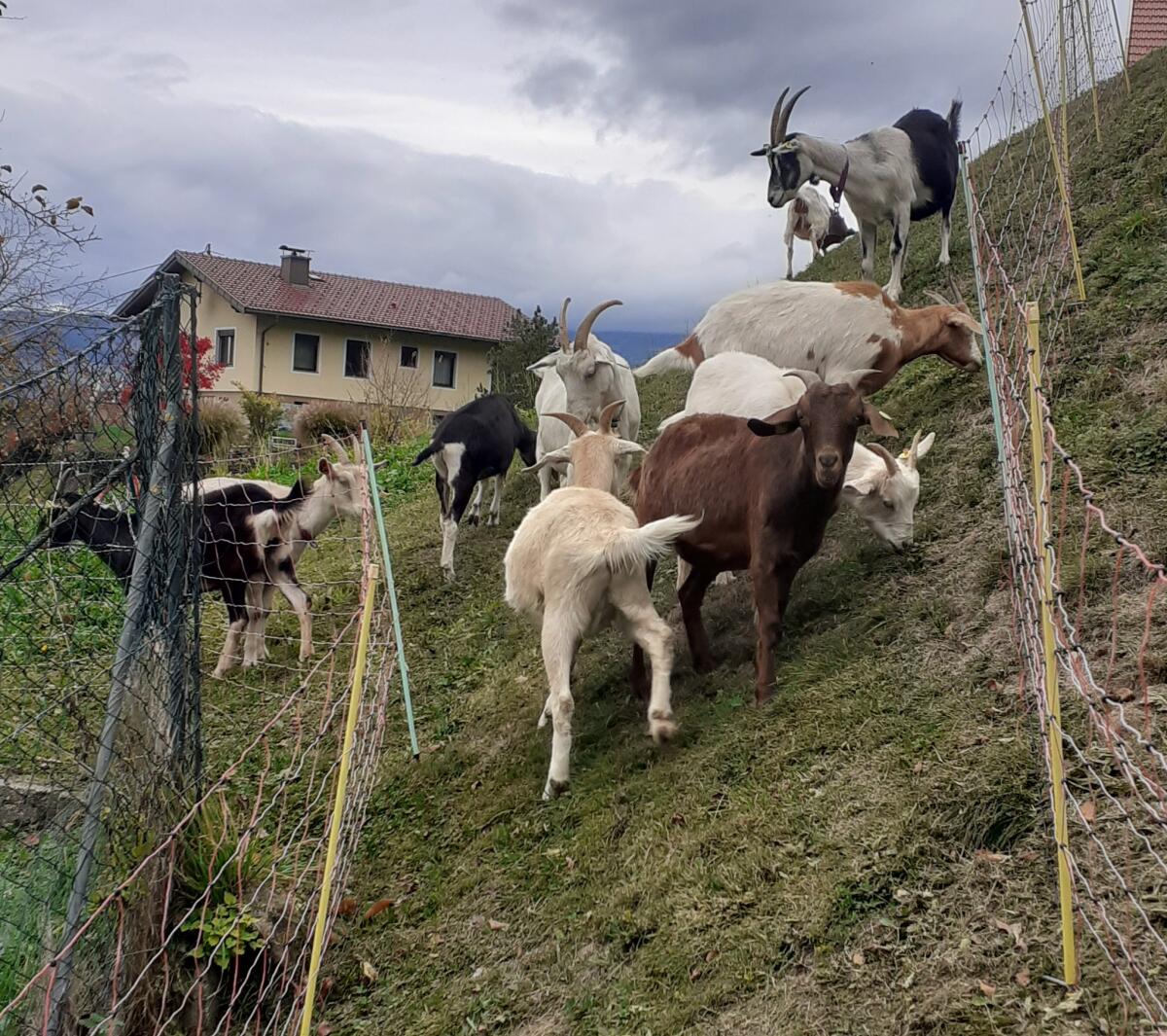 Burenjungziegen, Jungböcke und Mischlinge 2
