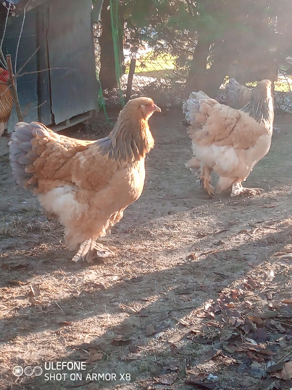 Brahma - Bruteier gelb-blau Columbia 3