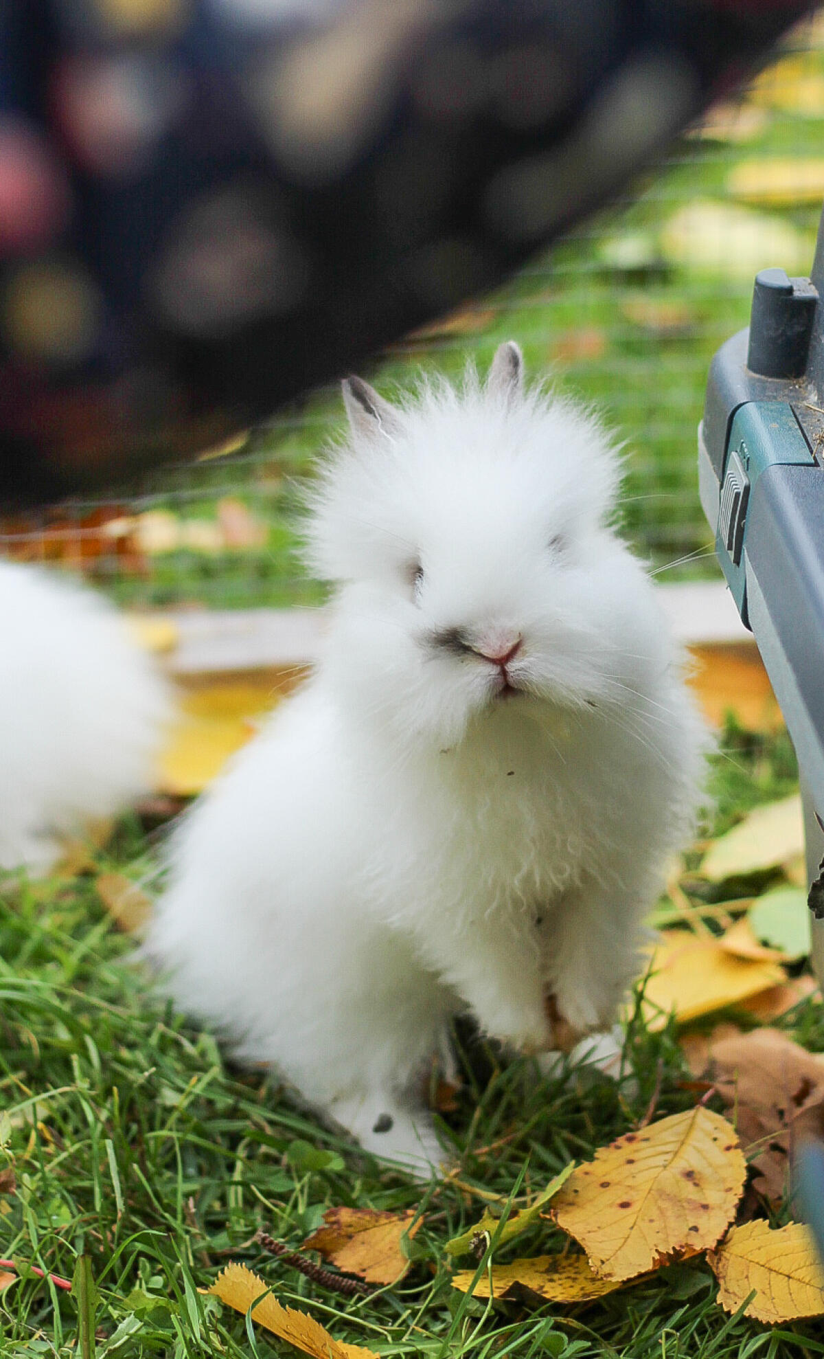 Teddyzwergkaninchen weiblich 2