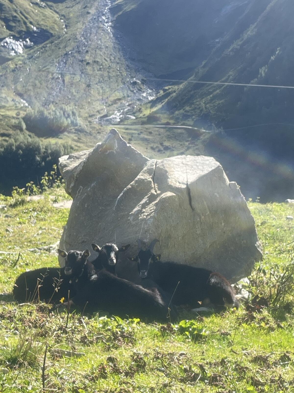 Pinzgauer Strahlenziegen zu verkaufen 1