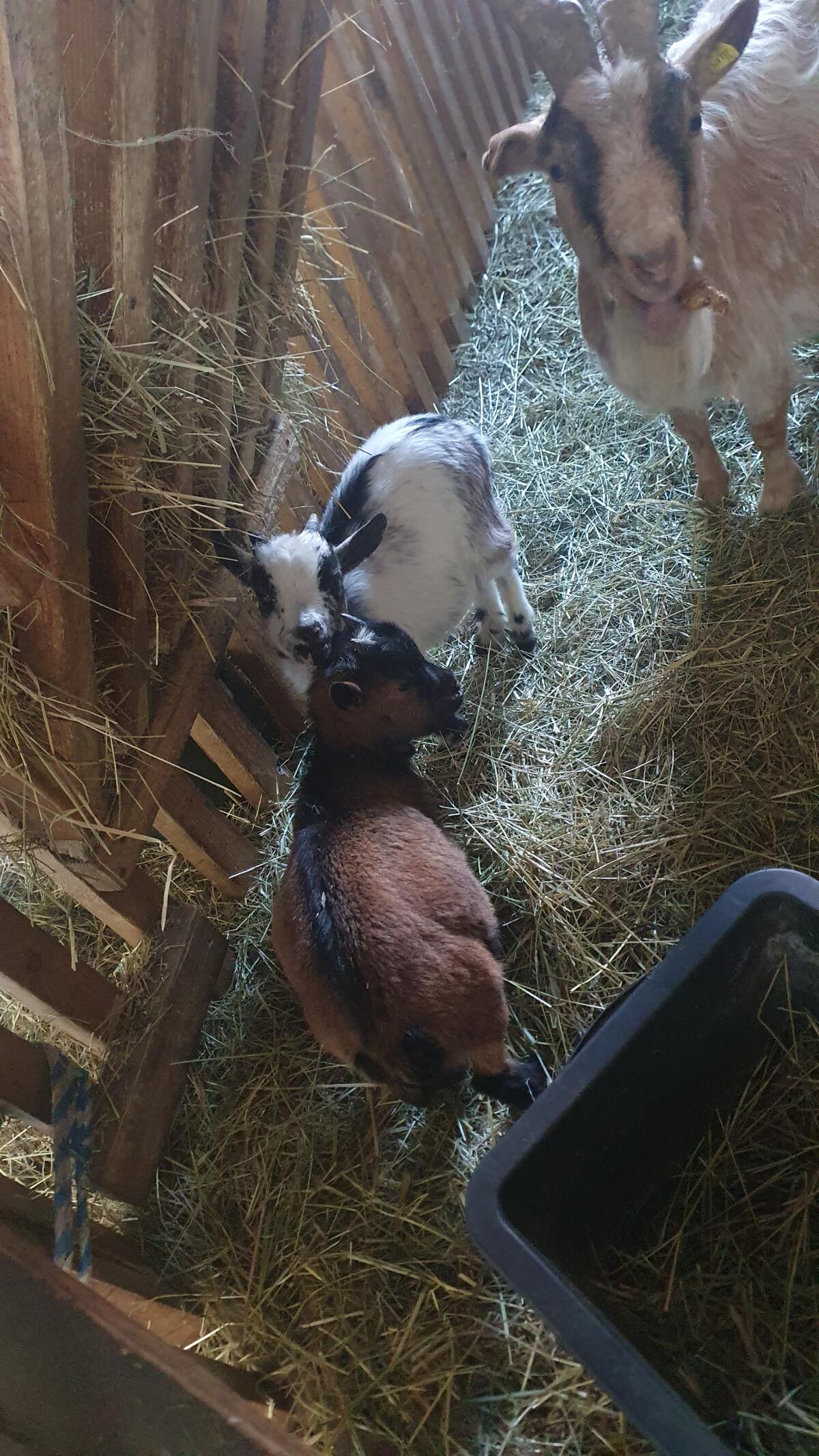 Zwergziegenkitz abzugeben 2