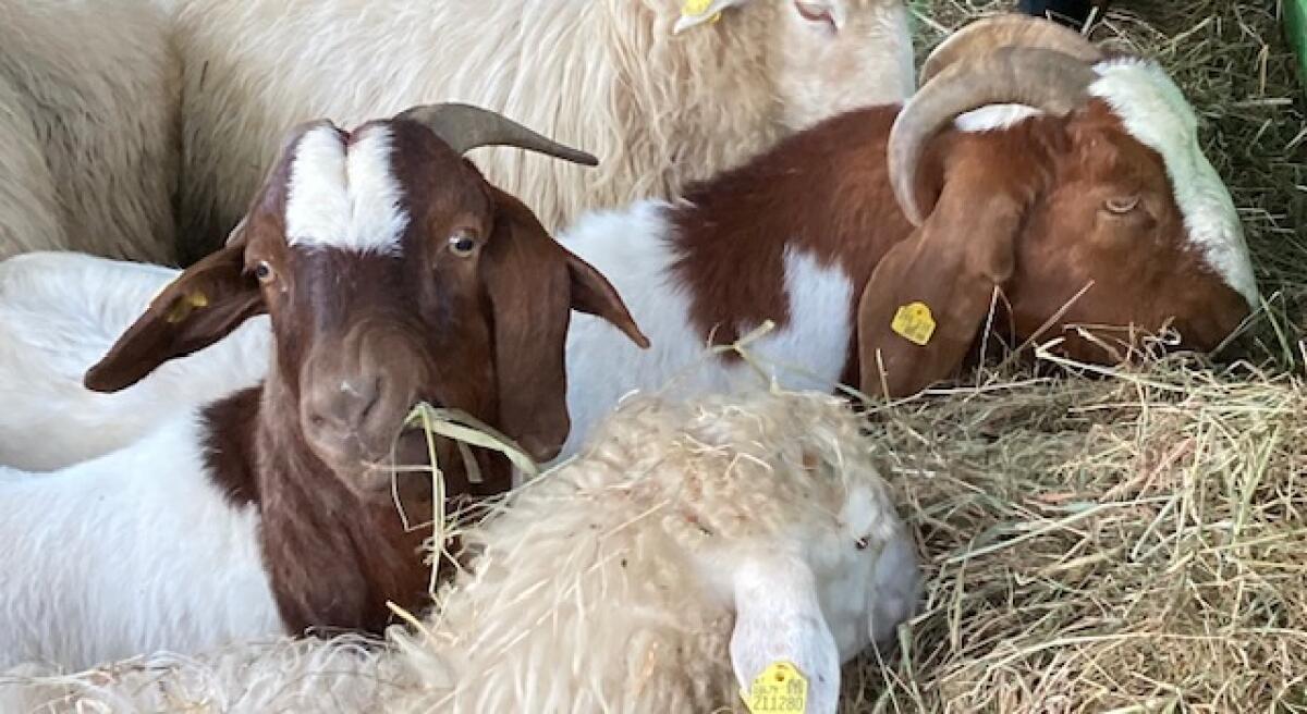 Burenziegen, Saanenziege 2