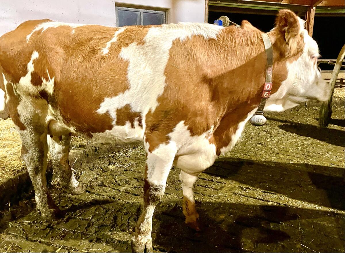 Bio Jungkuh in Milch 2