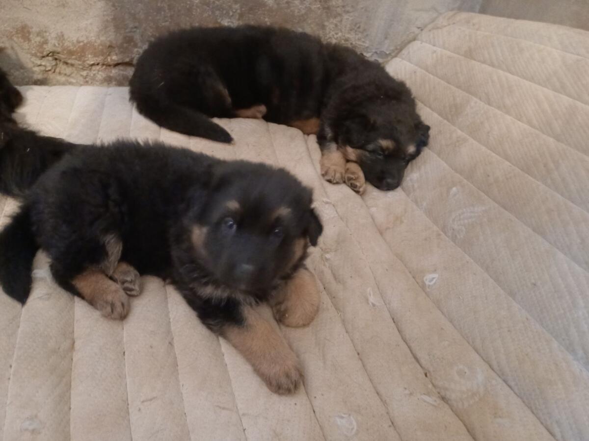 Altdeutsche Schäferwelpen 3