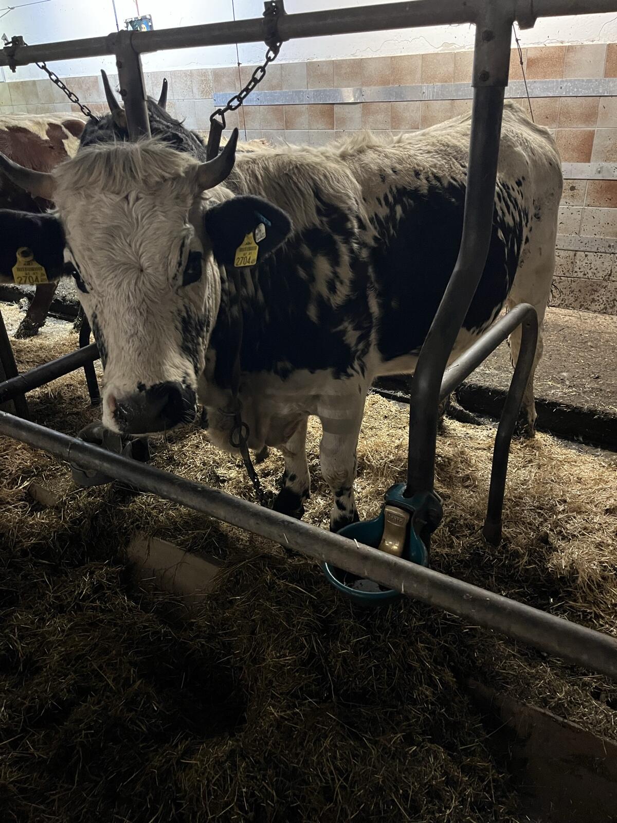 Pustertaler Sprinzen Kalbin 2