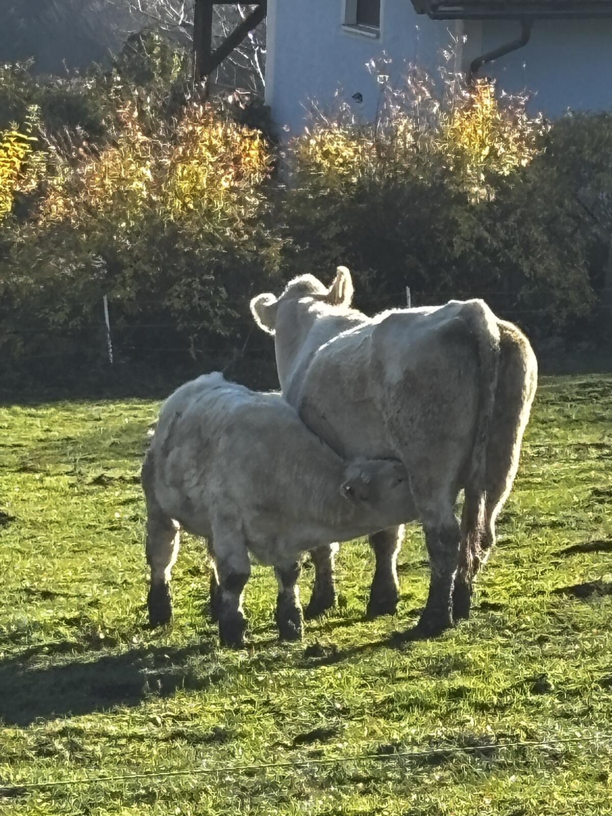 Charolais Jungstier 3