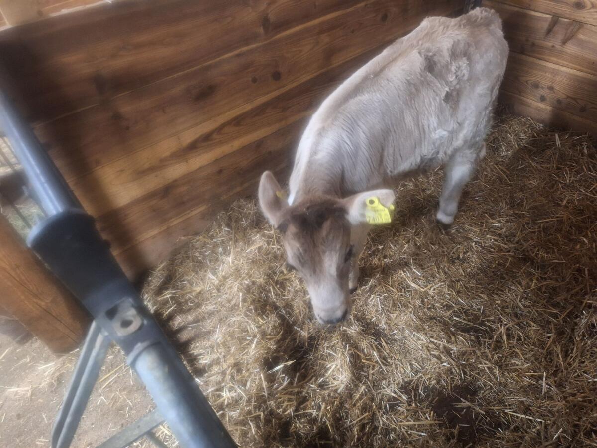 Grauvieh Stierkalb 1