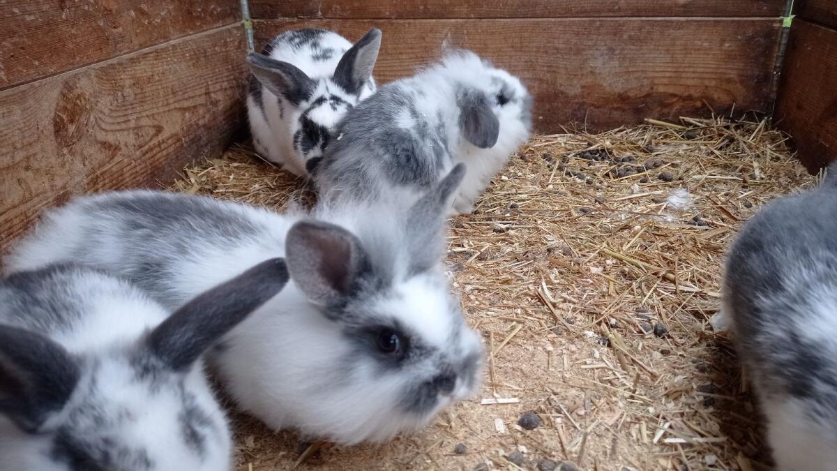 Löwenkopf Kaninchen 2