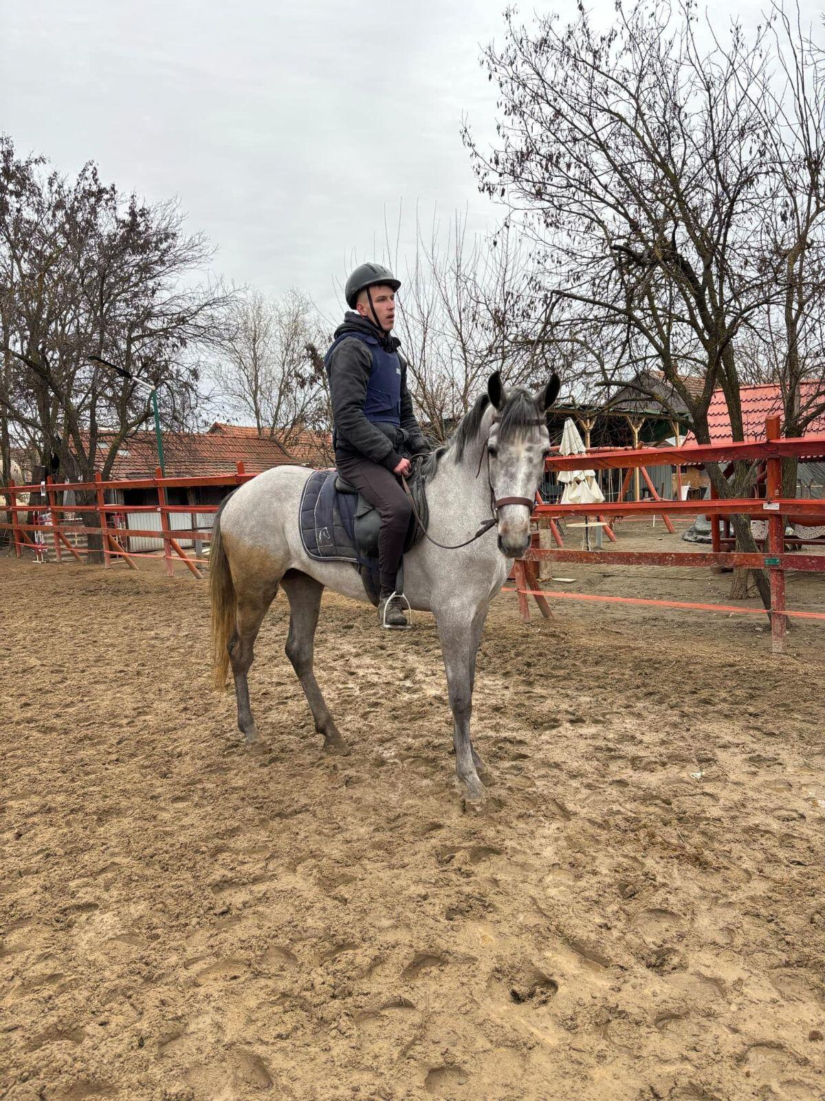 Ungarisches Sportpferd 1