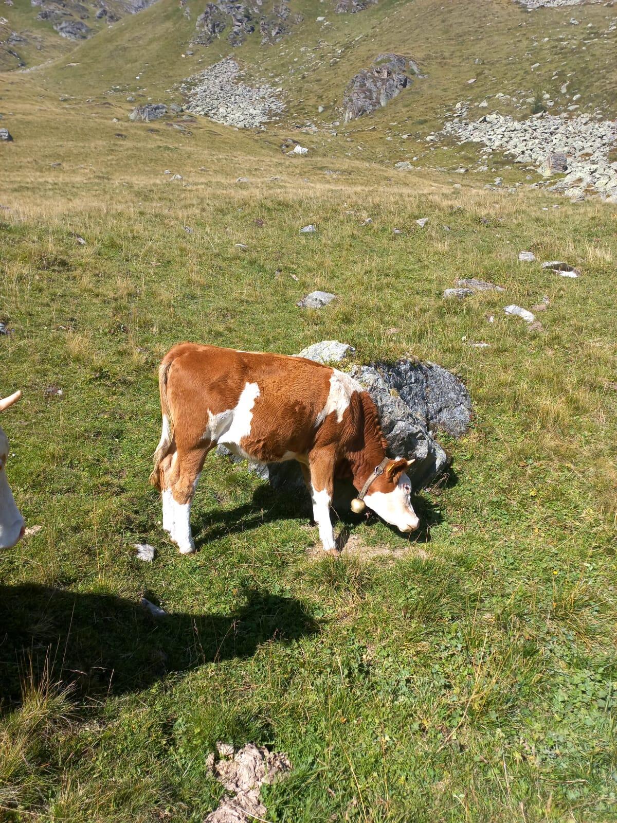 Schöne 1,5 Jahre alte Fleckvieh-Kalbin sucht ein neues Zuhause 1