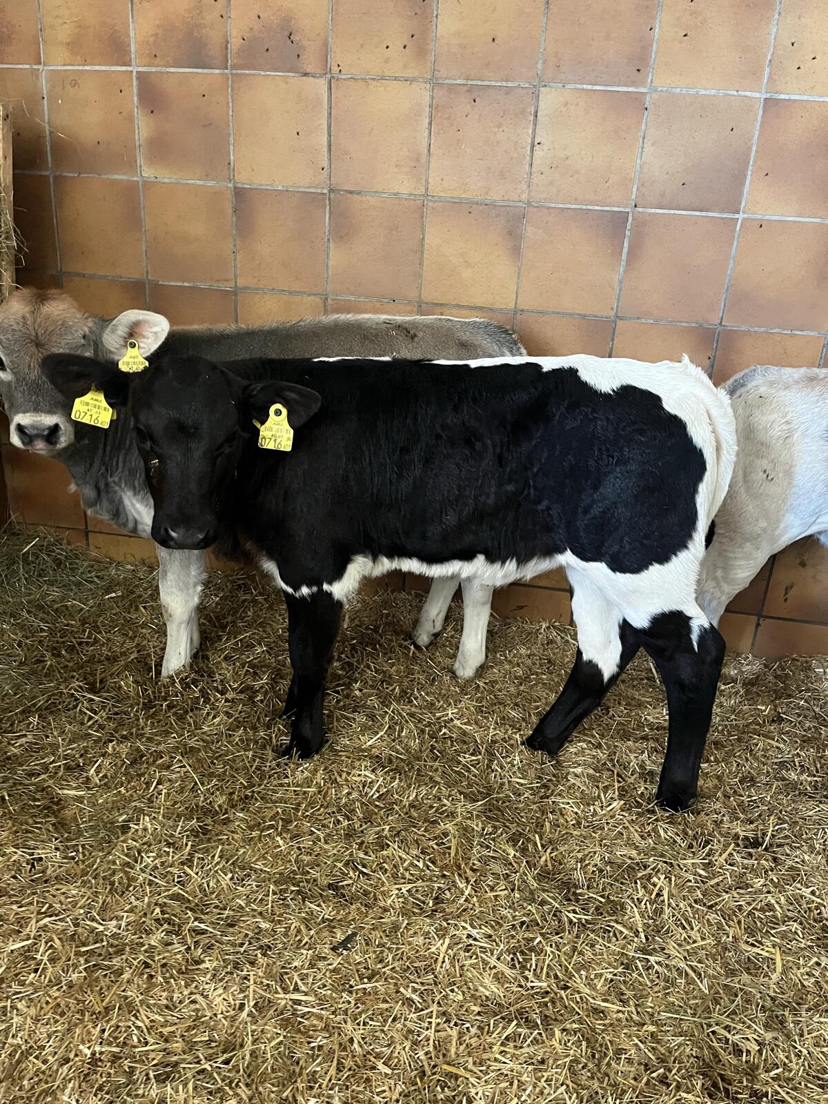 Original Pinzgauer Kuhkalb Schwarz 2