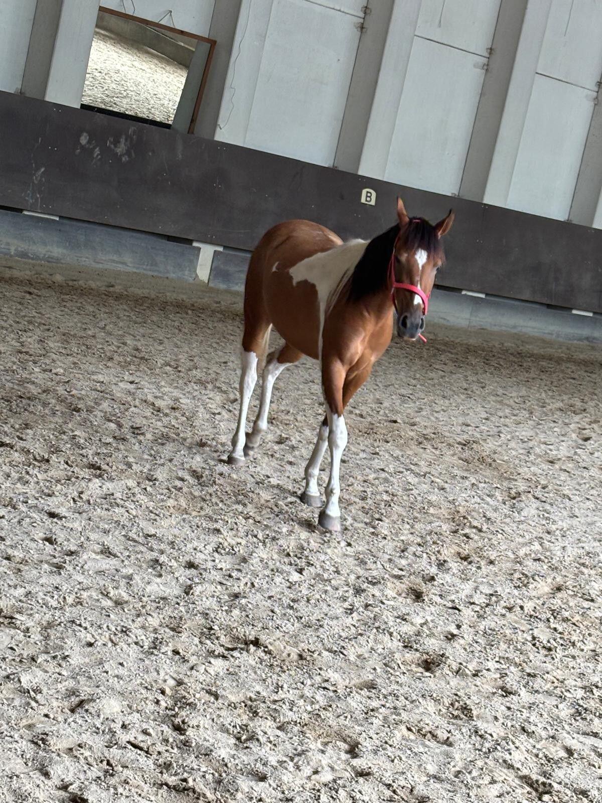 Araber-Pinto-Mix Stute 3