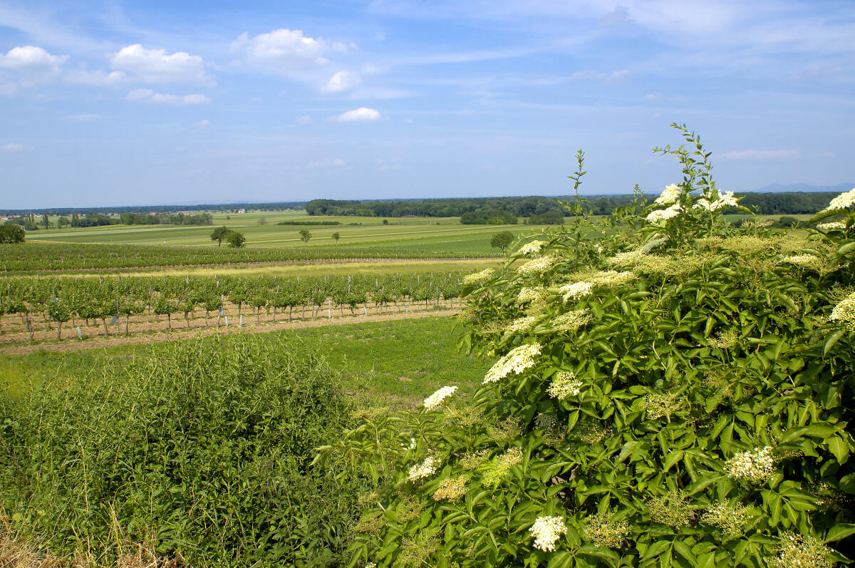 Verkaufe Weingarten 1
