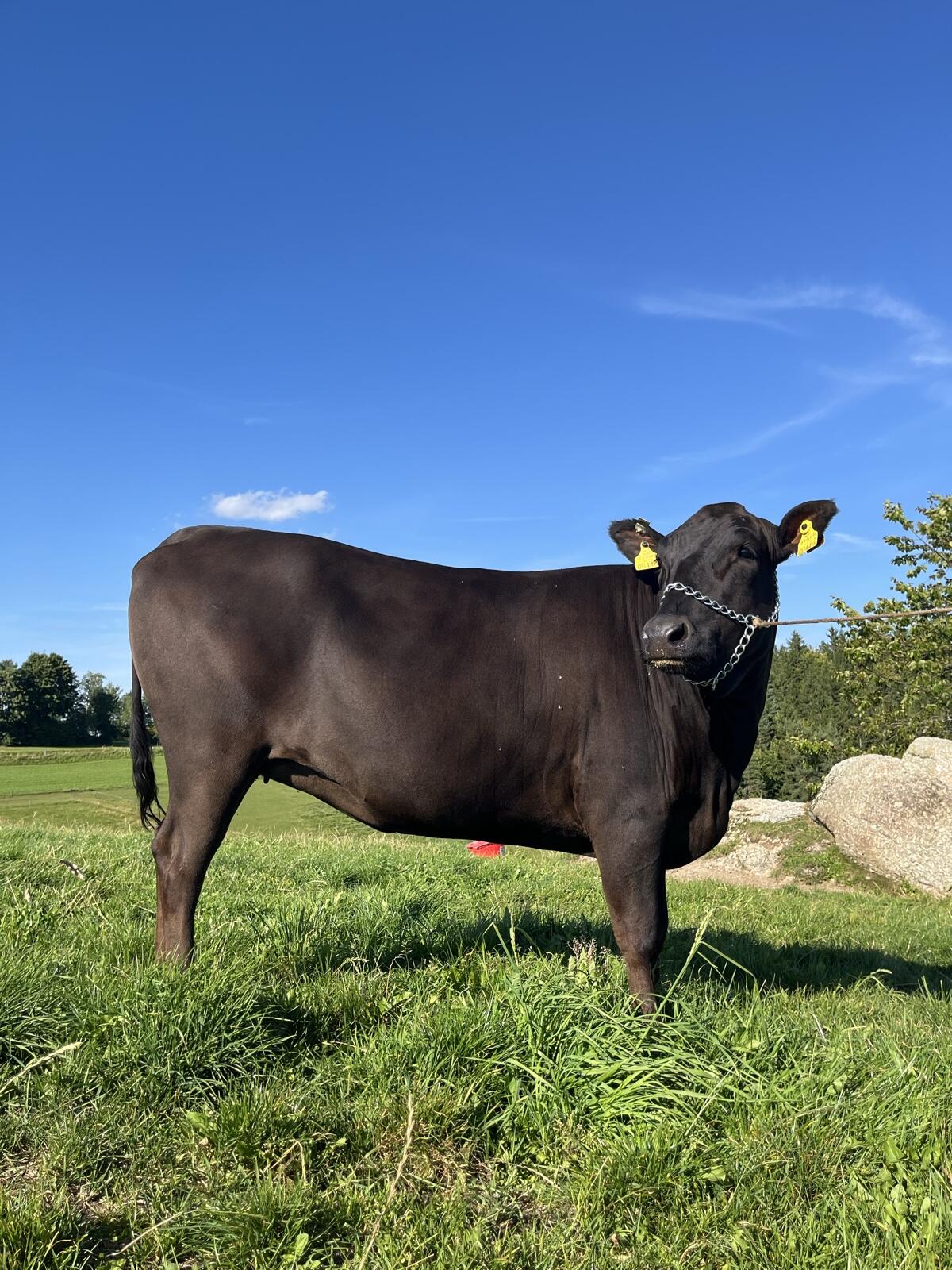 Wagyu Herdebuch A Zuchtkalbin trächtig 2