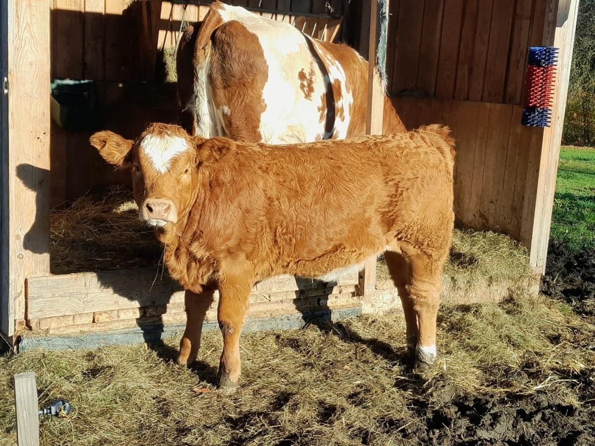 FL×LI Weiblicher Einsteller 1