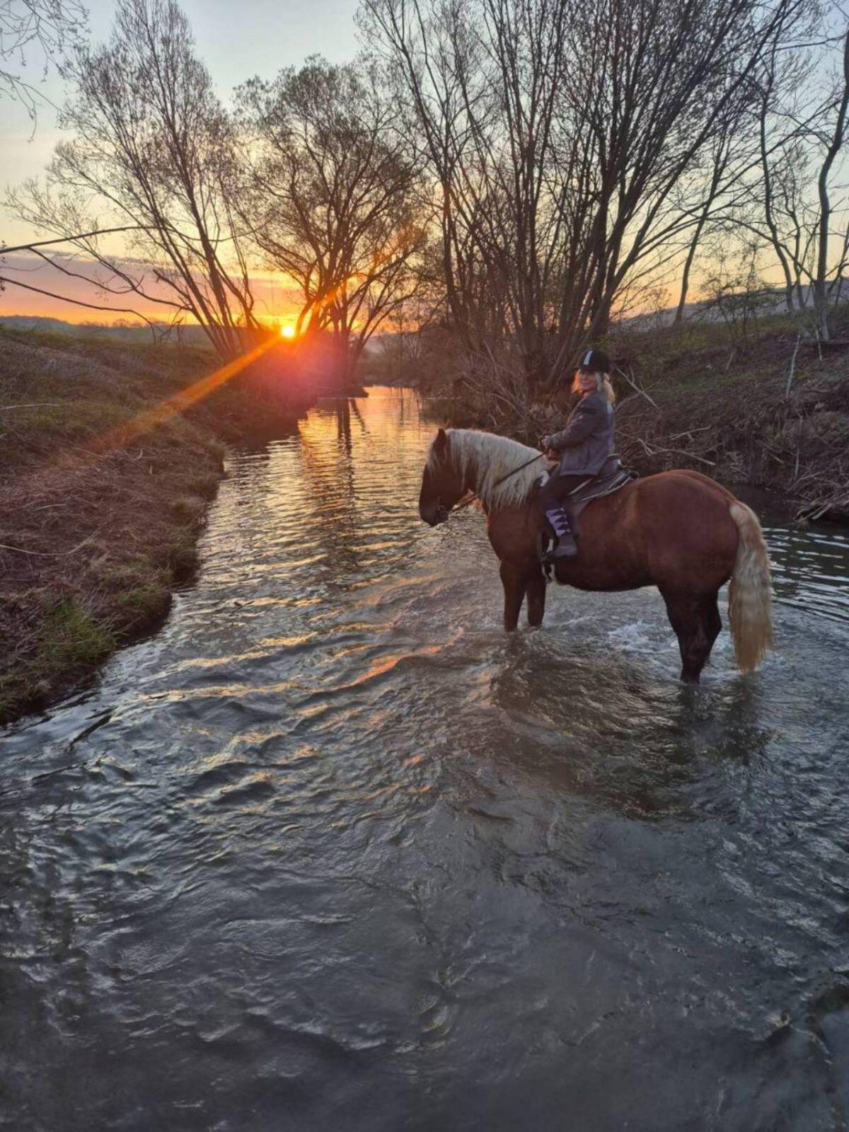 Lord und Jolly suchen Mitreiter 1