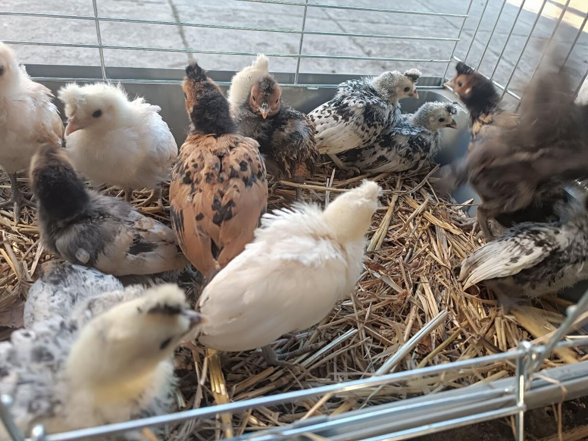 Appenzeller Spitzhauben Küken 2