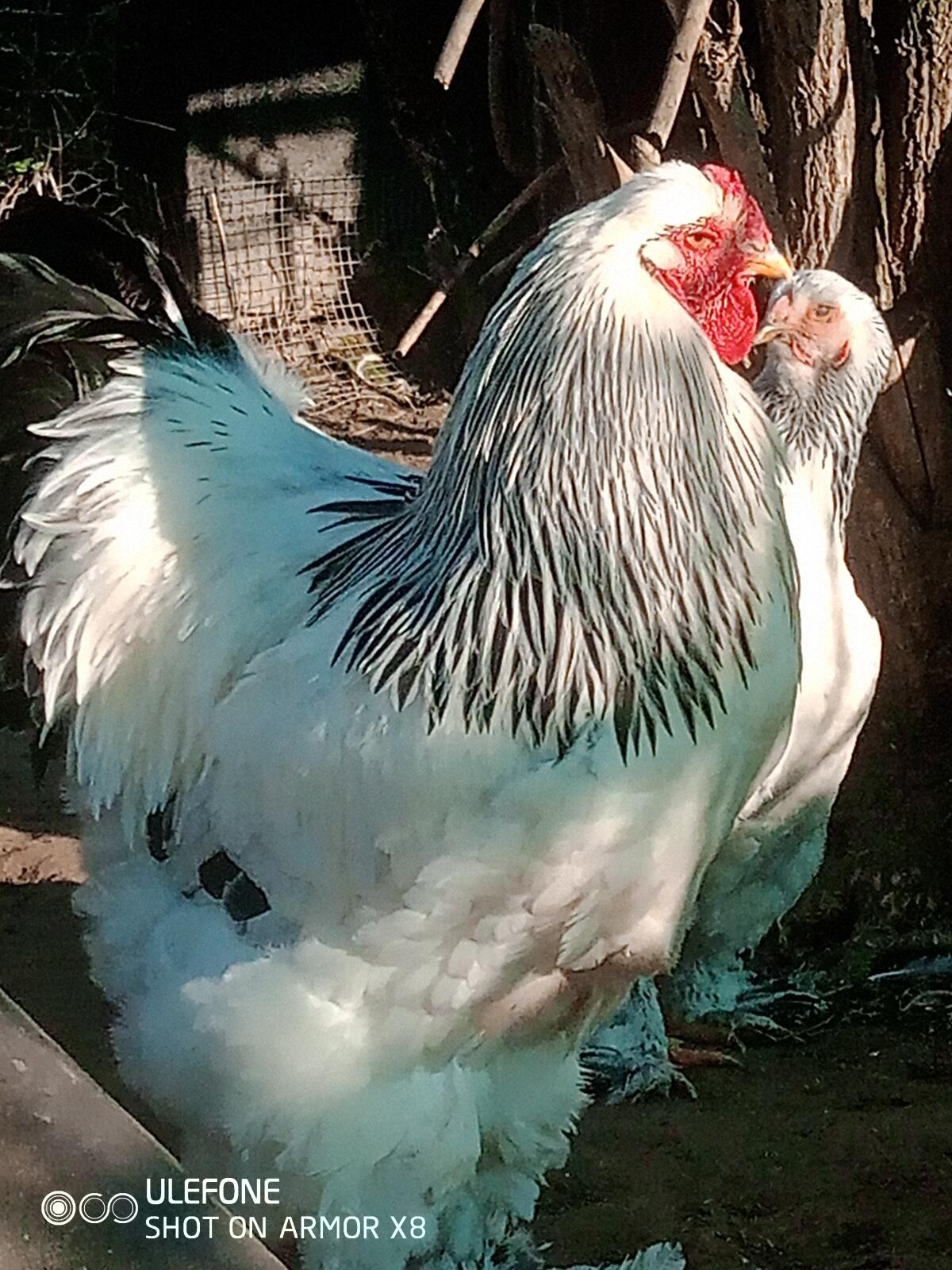 Brahma Bruteier weiß schwarz Columbia 1