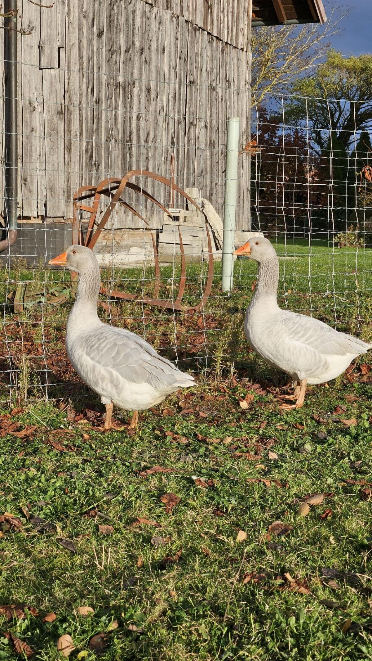 Fränkische Landgänse 2