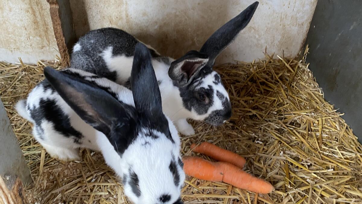 Riesenschecken Rammler 2