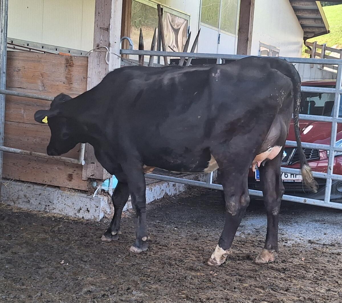 BIO HF-Erstlingskuh 3