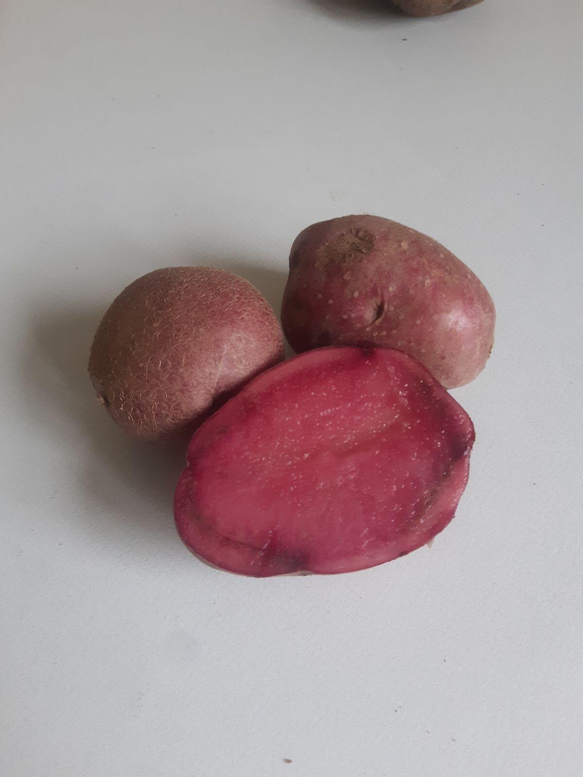 Rote Kartoffel Mulberry Beauty 1