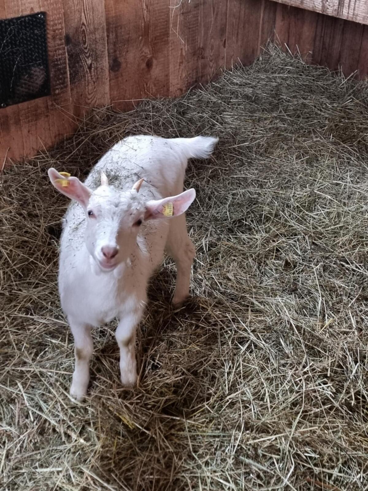 Weibliche Ziegenkitze 2