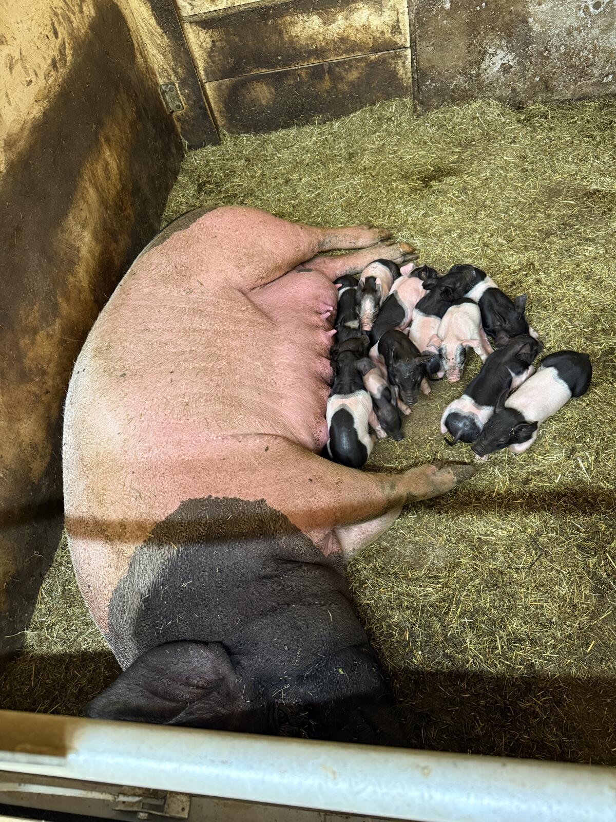 Schwäbisch Hällische Bio Ferkel 1