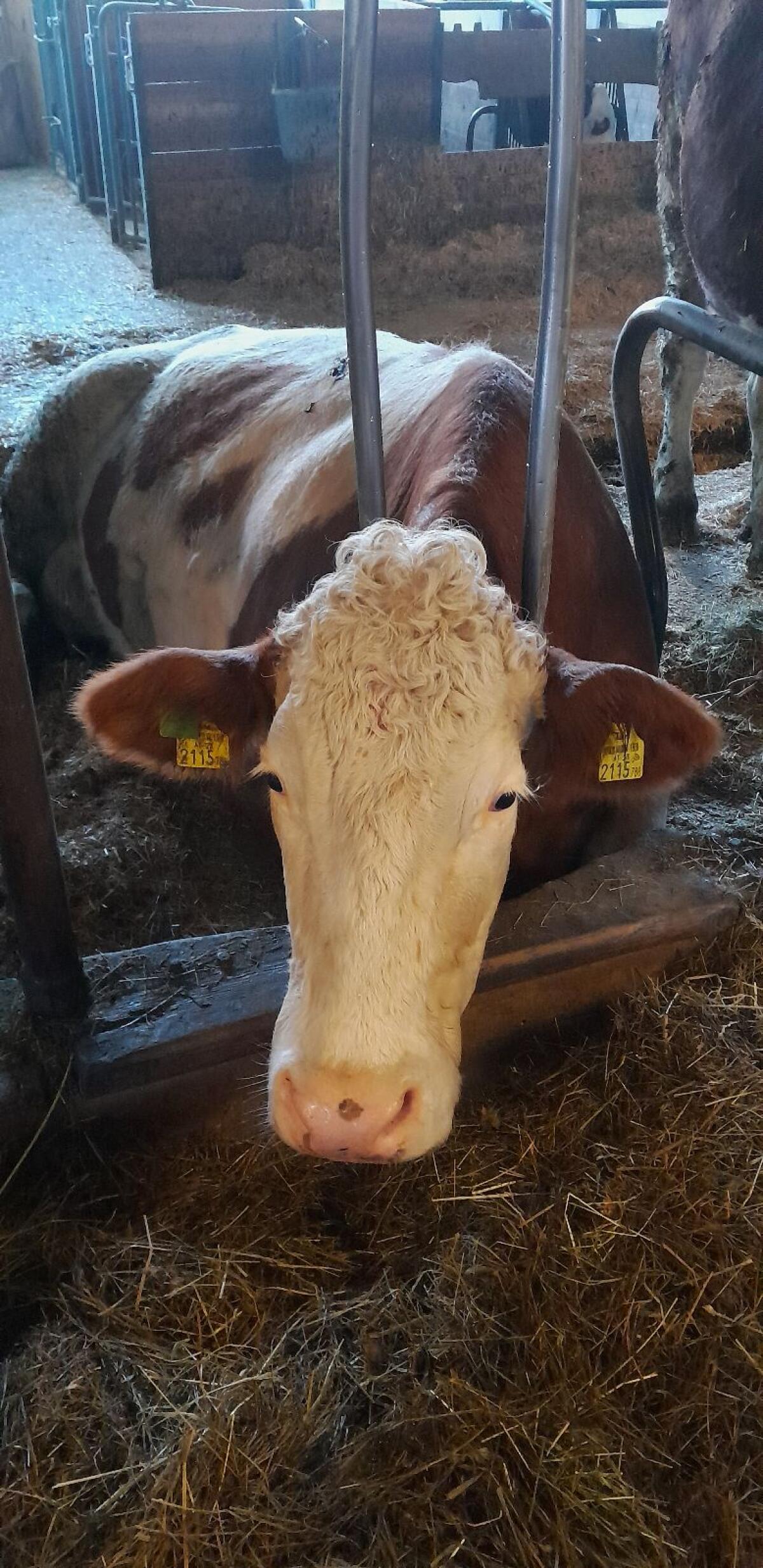 Bio Milchkuh trächtig 1