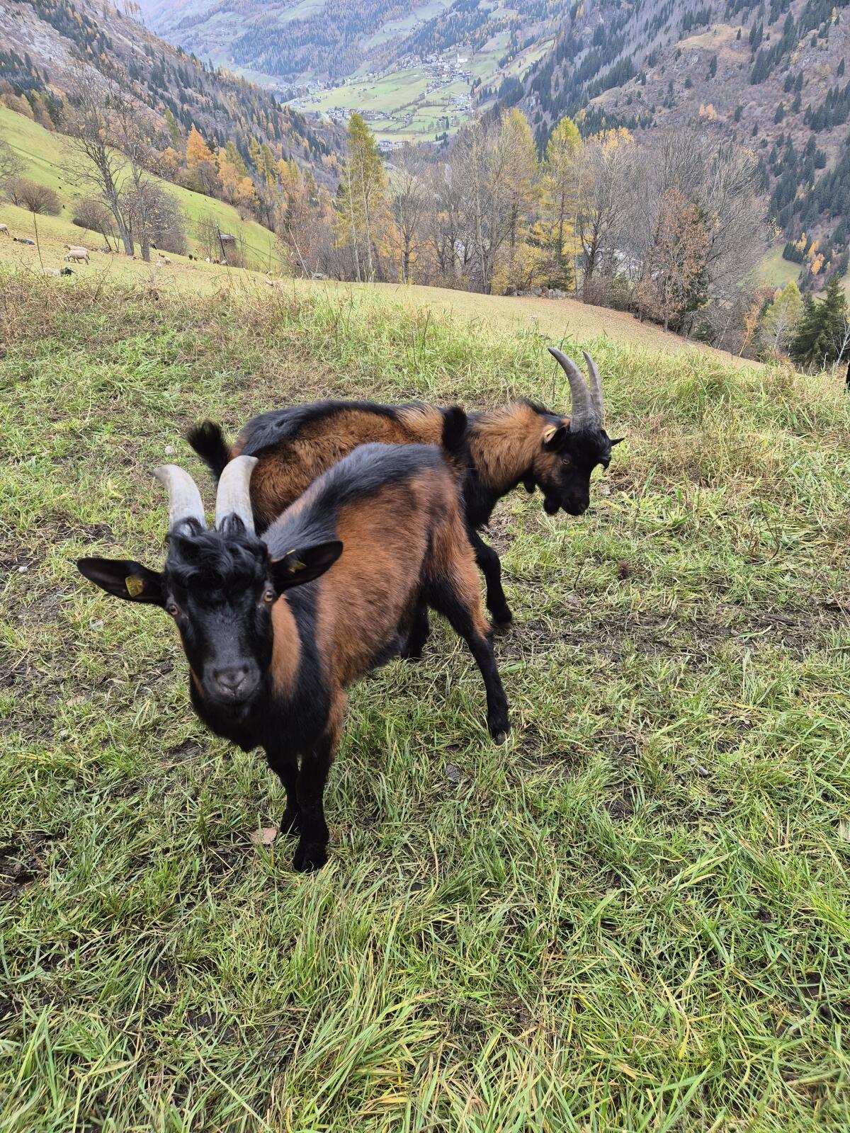 Pinzgauer Ziegenbock 1