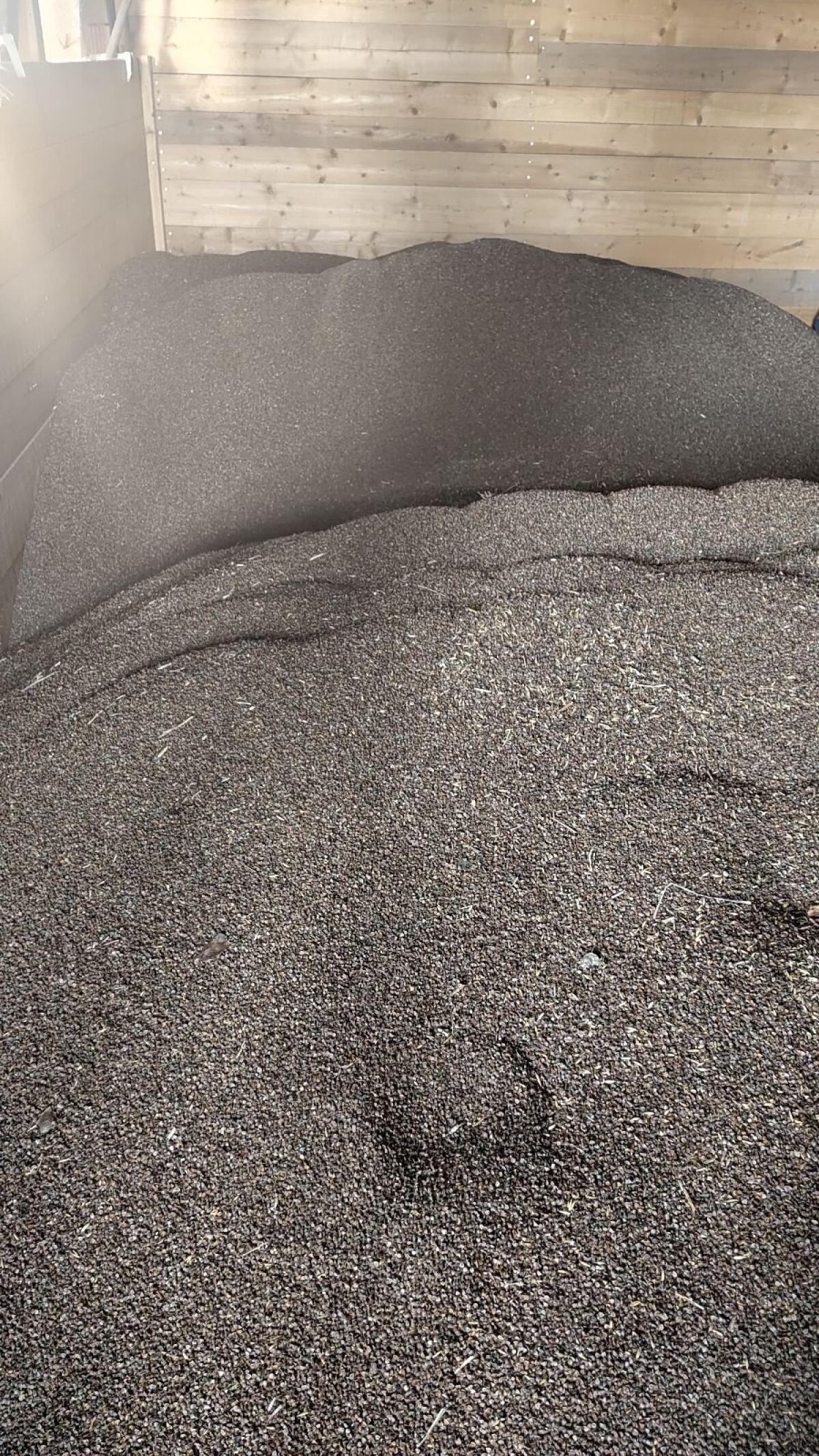 BIO Buchweizen 2025 1