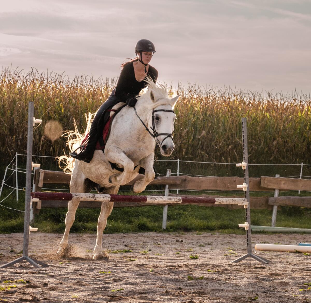 Haflo-Araber: Freizeitpferd für erfahrene Reiter 2