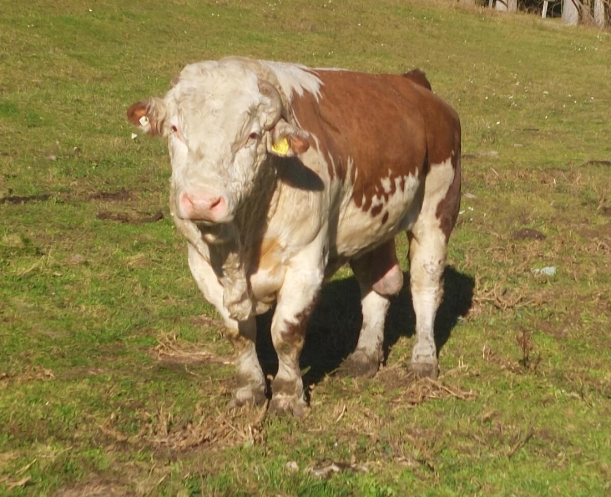 Ennstaler Bergschecken 2