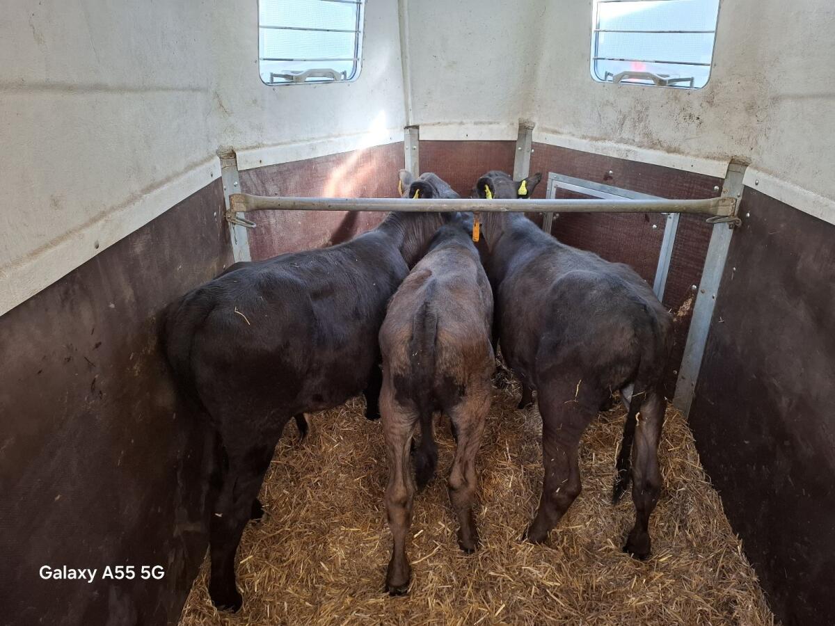 Rinder zwecks Betriebsverkleinerung zum Verkauf 3