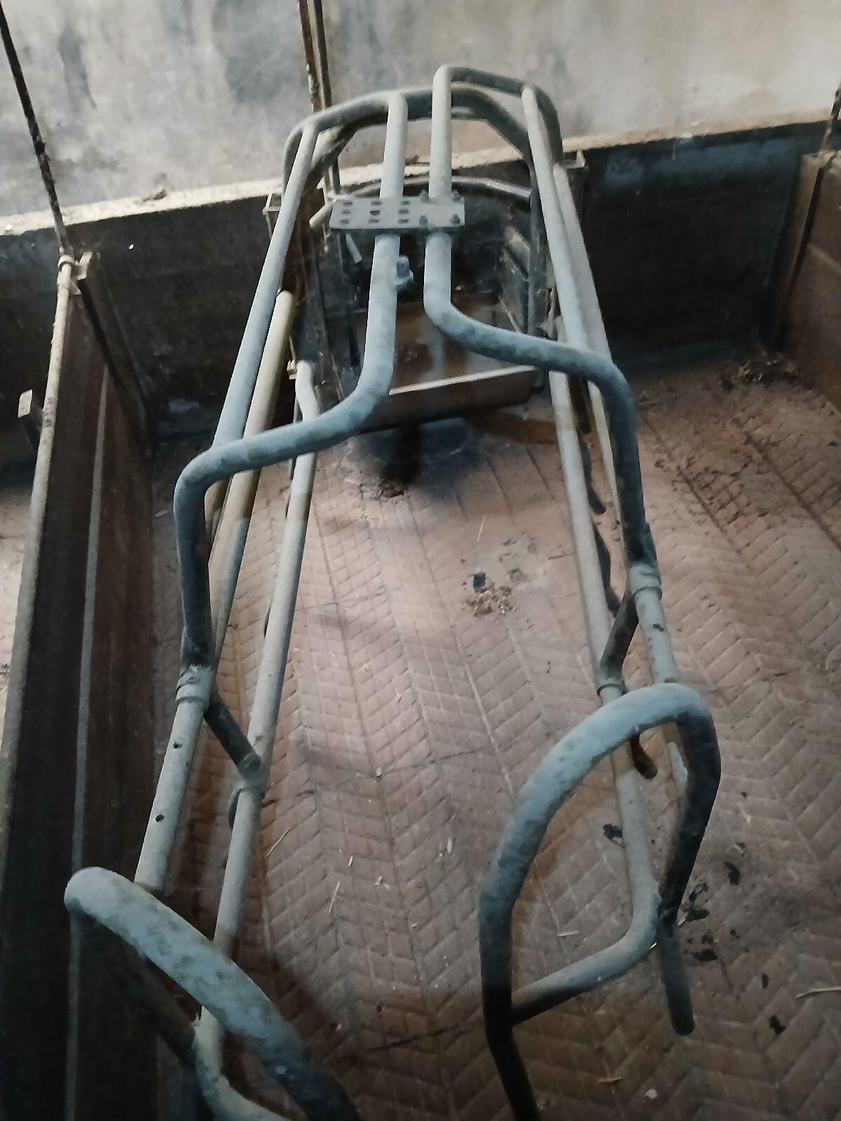 Aufstallung für Schweine 3