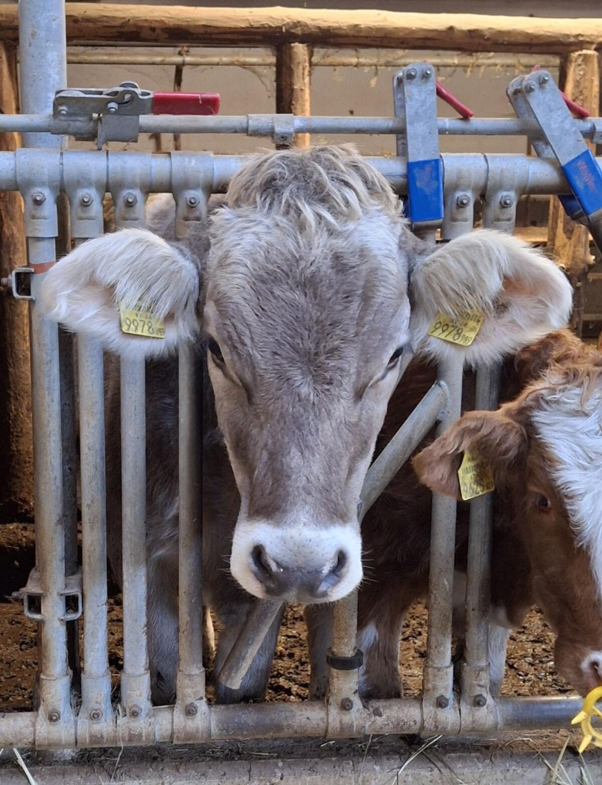 Bio Braunvieh Kalbin 1